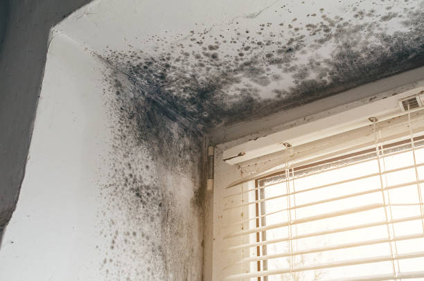 Affordable Mold Cleanup solutions in Farmersville, TX